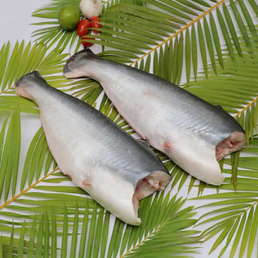 Picture of PANGASIUS HGT